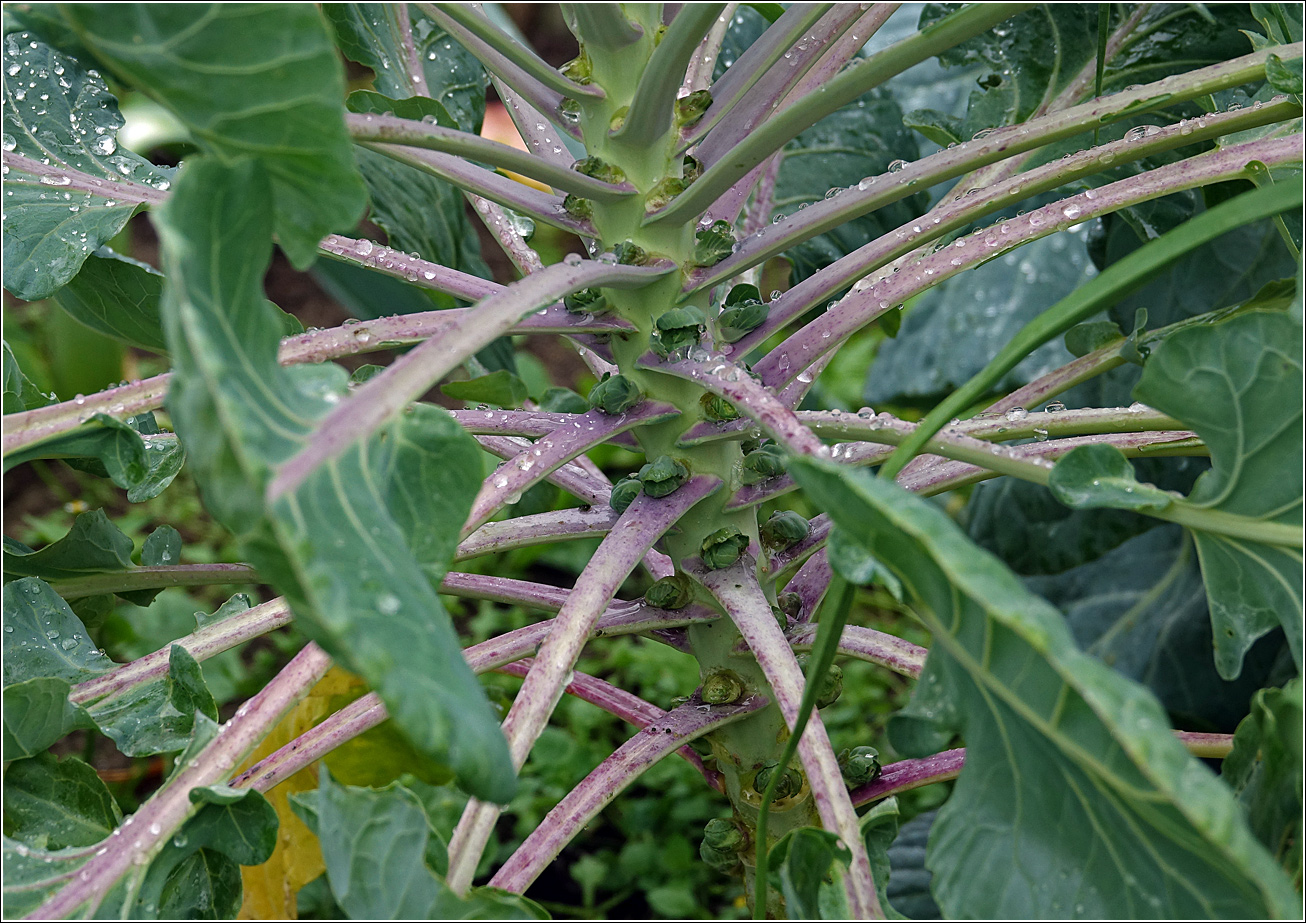 Image of Brassica oleracea var. gemmifera specimen.