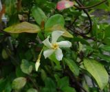 Trachelospermum jasminoides. Ветка с цветком и бутоном. Москва, ботанический сад МГУ \"Аптекарский огород\", в культуре. 29.08.2023.