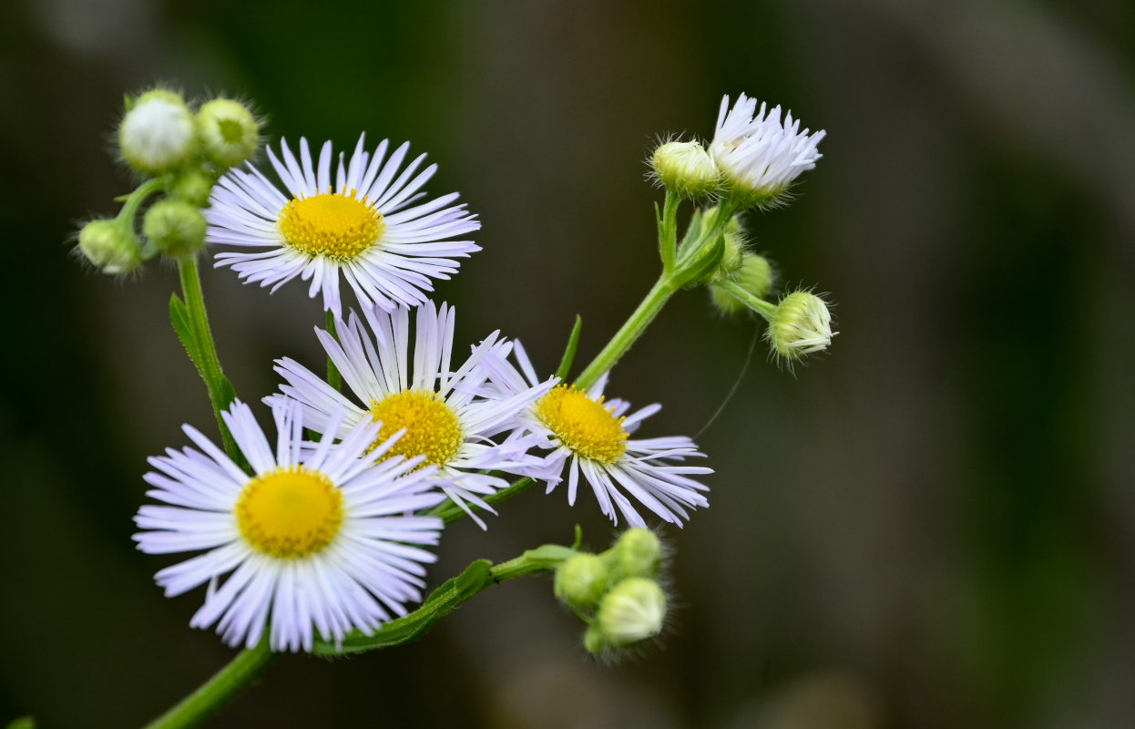 Image of Erigeron annuus specimen.