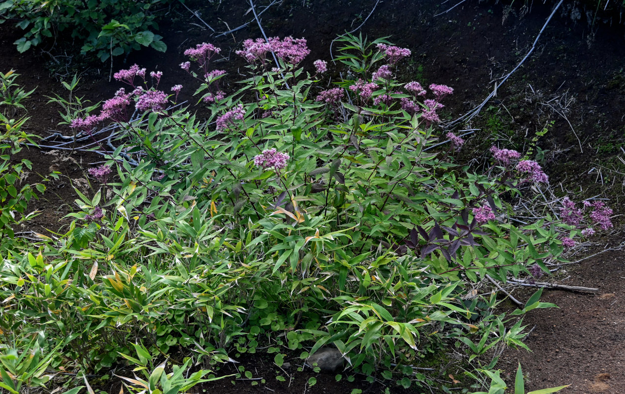 Изображение особи Eupatorium glehnii.