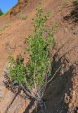 genus Populus