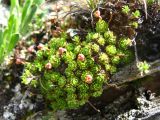 Saxifraga pontica