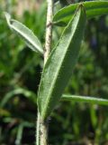 Echium vulgare. Лист (с абаксиальной стороны). Магаданская обл., Ольский р-н, пгт Ола, на газоне. 06.08.2023.