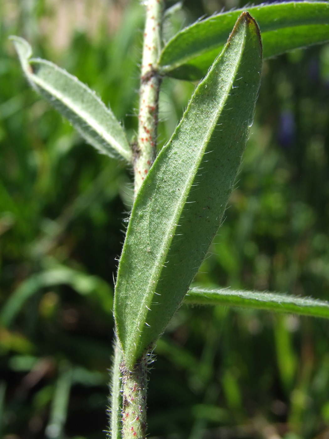 Image of Echium vulgare specimen.