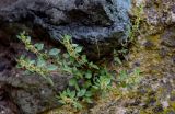 Parietaria judaica. Плодоносящее растение. Армения, обл. Лори, с. Ахпат, ≈ 1000 м н.у.м., на скале. 24.06.2022.