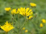 Lapsana grandiflora. Верхушка веточки с раскрывшимся и нераскрывшимися соцветиями. Краснодарский край, Апшеронский р-н, гора Черногор, ≈ 1700 м н.у.м., субальпийский луг на карсте. 06.07.2019.