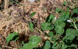 genus Amaranthus