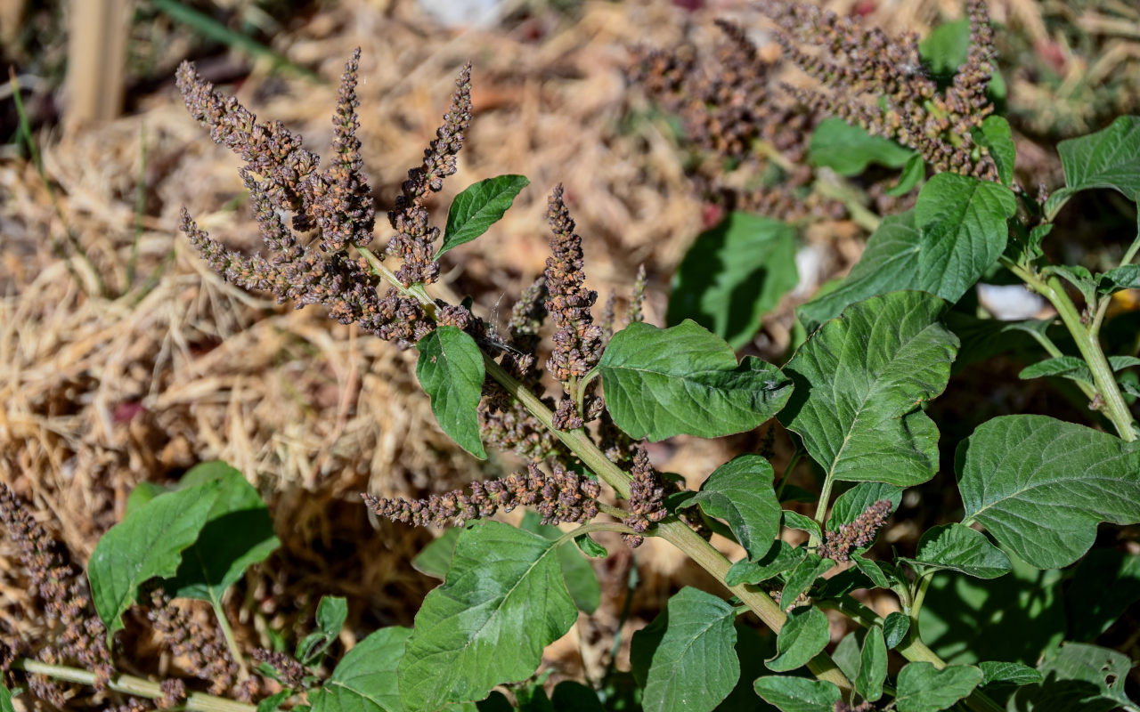 Изображение особи род Amaranthus.