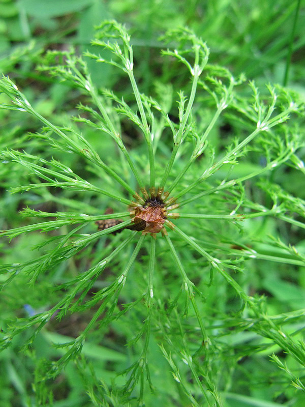 Image of Equisetum sylvaticum specimen.
