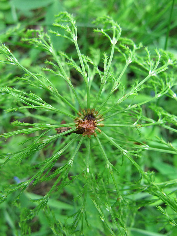 Изображение особи Equisetum sylvaticum.