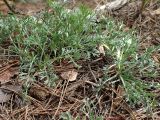 Artemisia absinthium