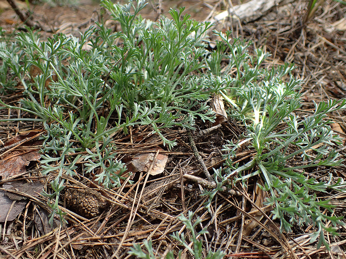 Изображение особи Artemisia absinthium.