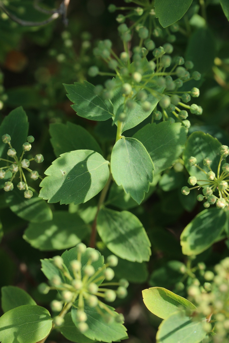Image of genus Spiraea specimen.