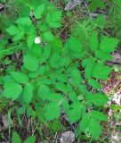 Actaea erythrocarpa. Цветущее растение. Ярославская обл., окр. г. Любим, смешанный лес по берегу р. Обнора. 23.05.2010.