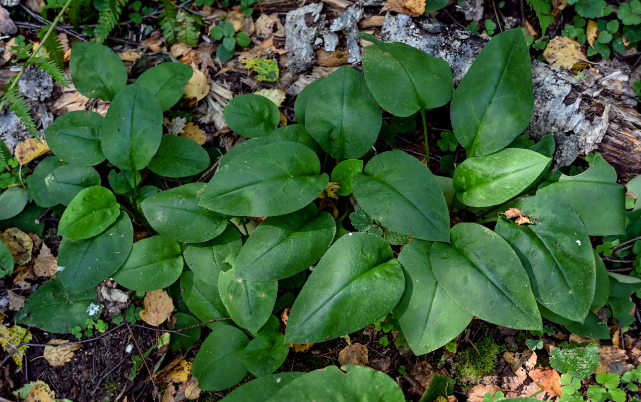 Изображение особи Pulmonaria obscura.
