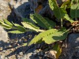Salvia tesquicola