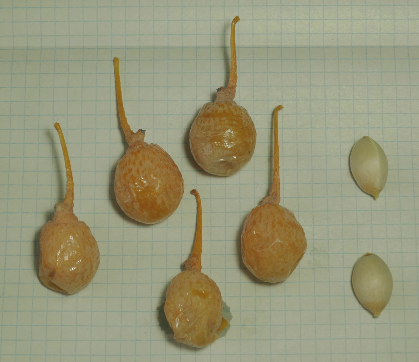 Image of Ginkgo biloba specimen.