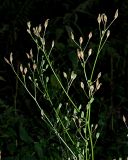 Lapsana communis