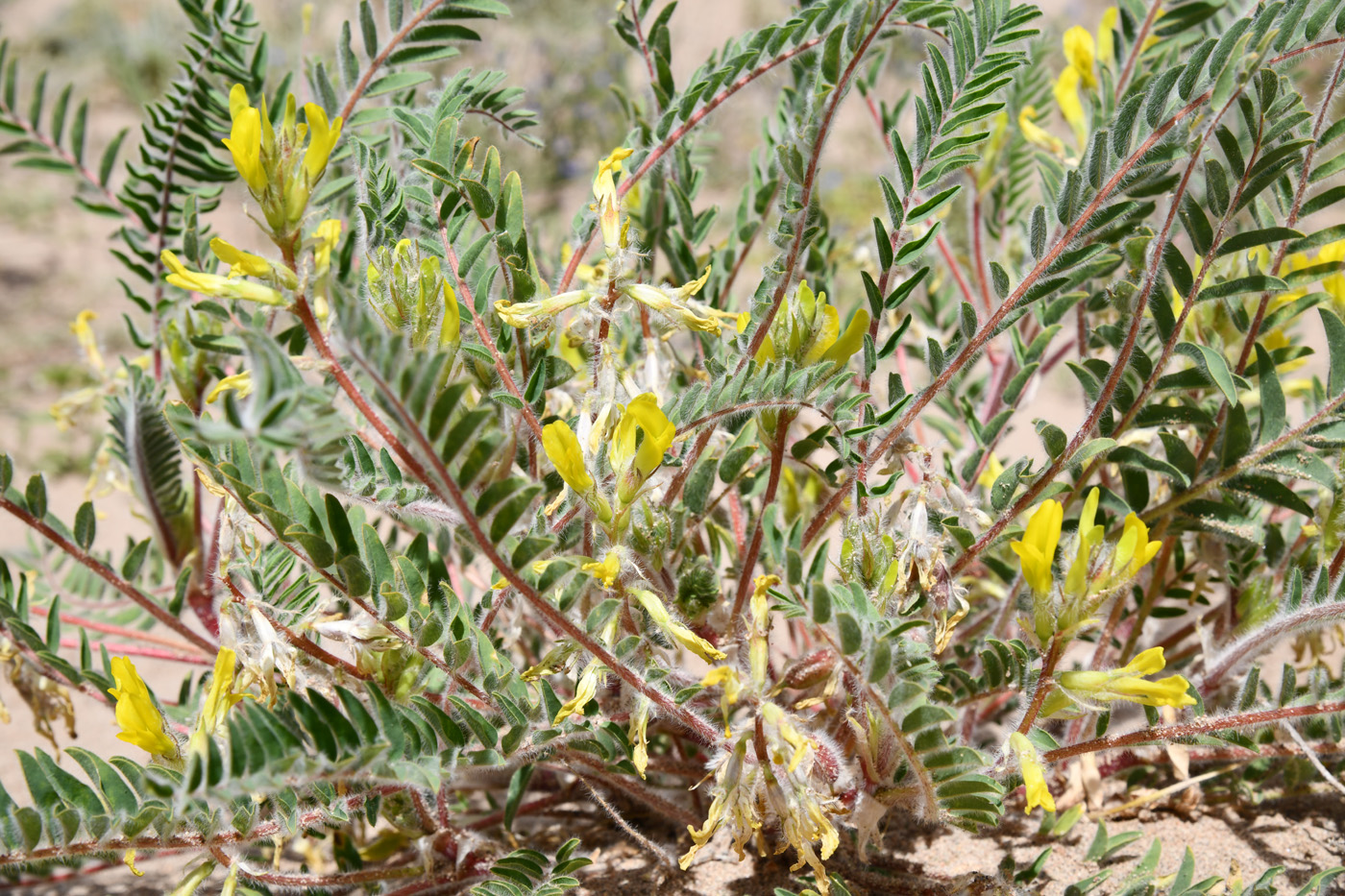 Image of Astragalus rubtzovii specimen.