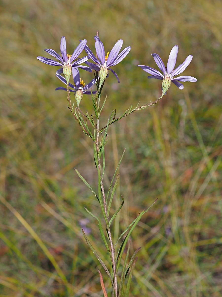 Image of Galatella angustissima specimen.