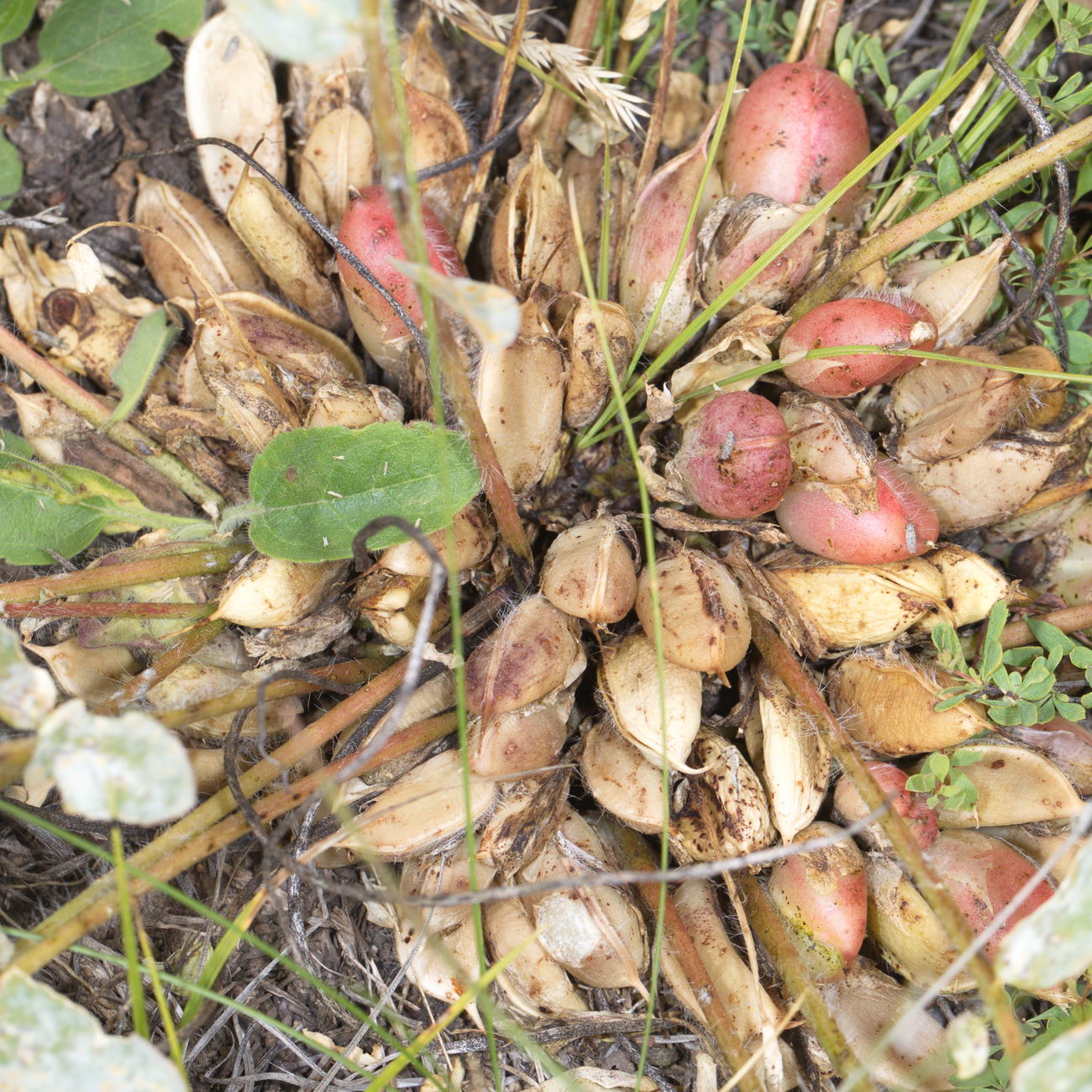 Image of genus Astragalus specimen.