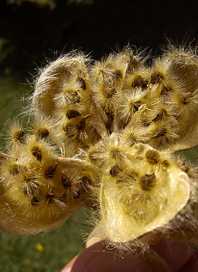 Image of Hibiscus mutabilis specimen.