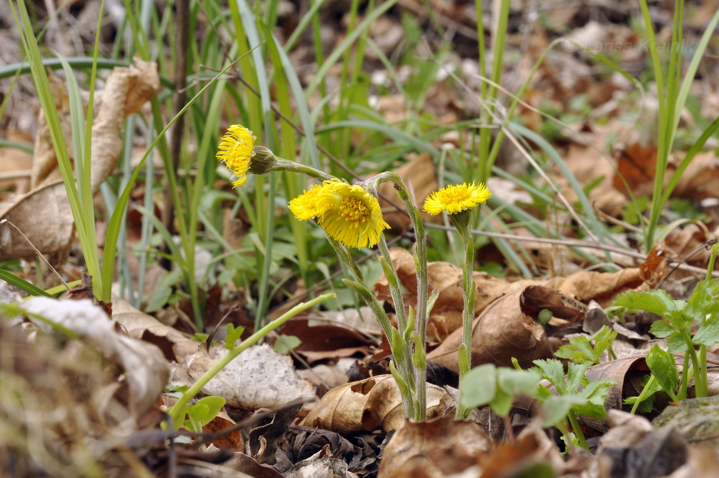 Image of Tussilago farfara specimen.