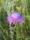 Centaurea scabiosa
