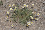 Anthemis dubia