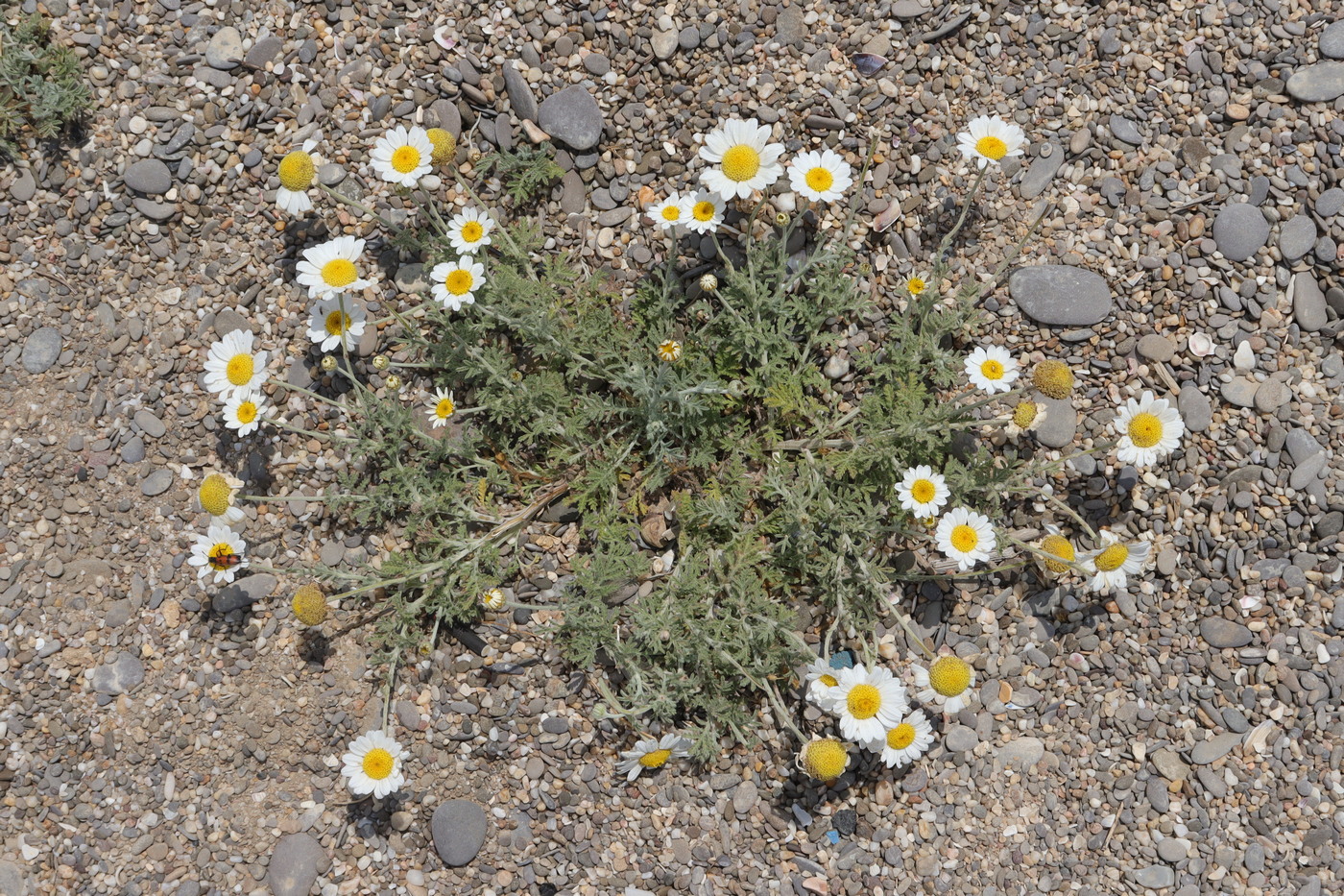 Image of Anthemis dubia specimen.