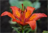 Lilium pensylvanicum