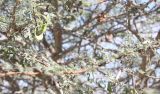 Vachellia tortilis. Ветви с плодами. Израиль, юго-западное побережье Мёртвого моря, нижняя часть горного склона. 21.02.2011.
