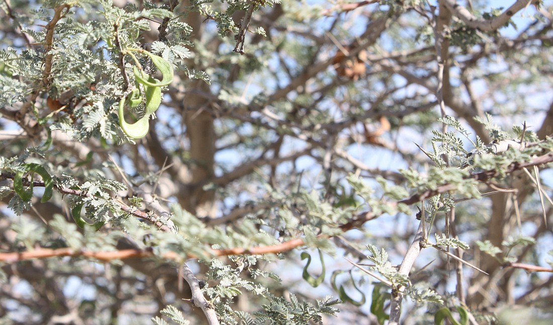 Изображение особи Vachellia tortilis.