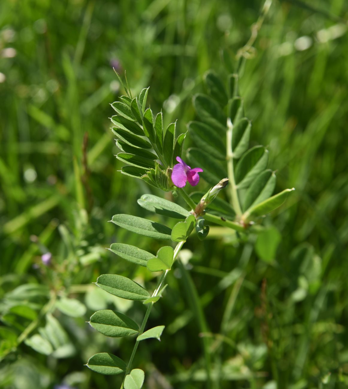 Изображение особи Vicia angustifolia.