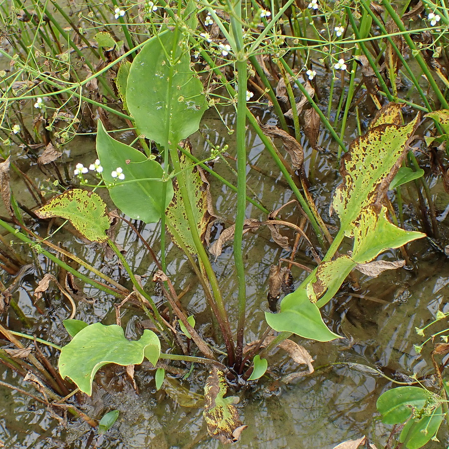 Image of Alisma orientale specimen.