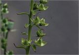 Digitalis purpurea. Часть соплодия с незрелыми плодами. Московская обл., Раменский р-н, окр. дер. Хрипань, садовый участок. 12.07.2025.