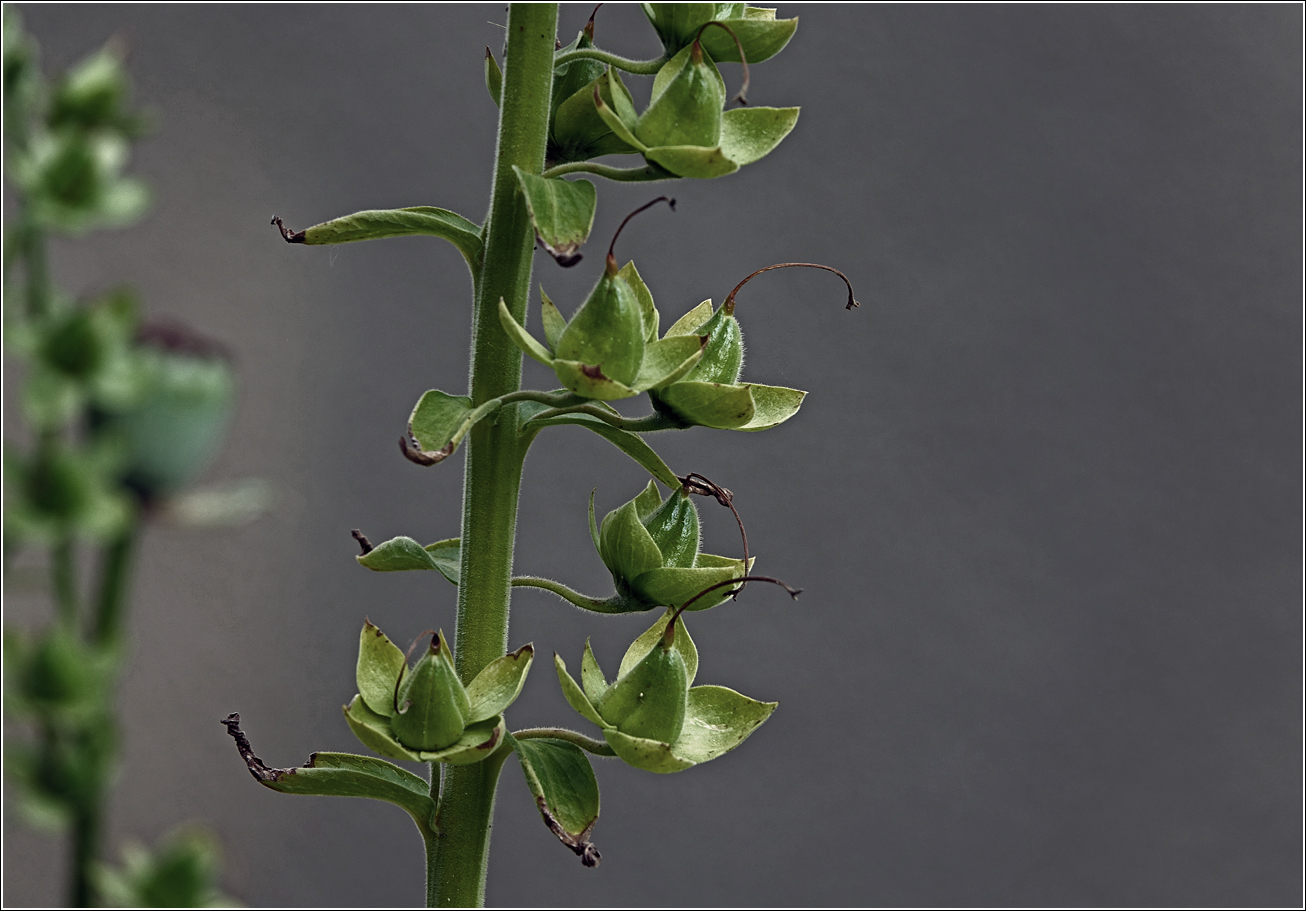 Изображение особи Digitalis purpurea.
