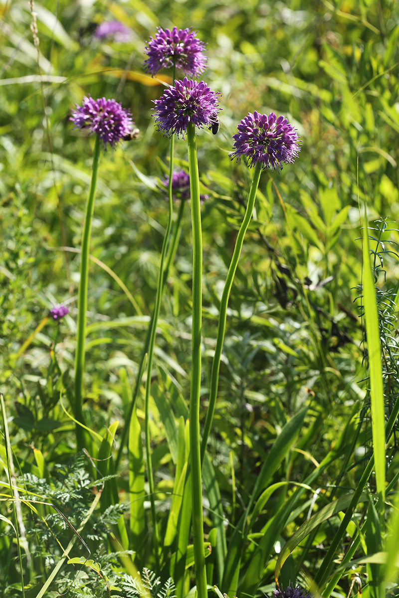 Изображение особи Allium spirale.