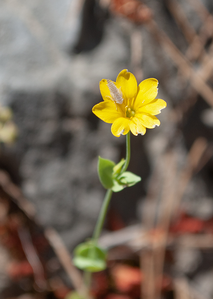 Image of Blackstonia perfoliata specimen.