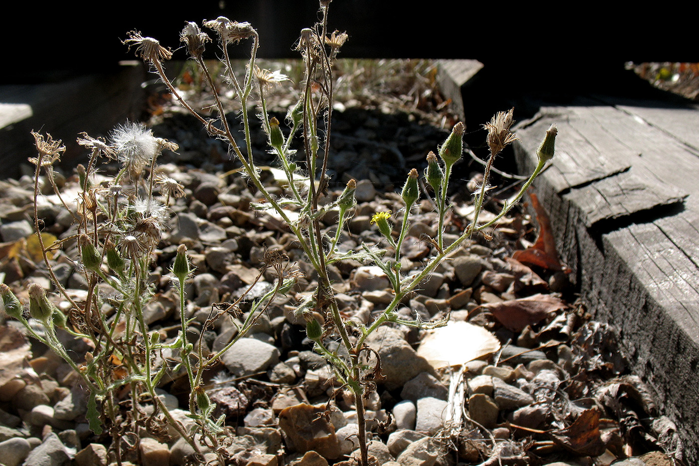 Изображение особи Senecio viscosus.