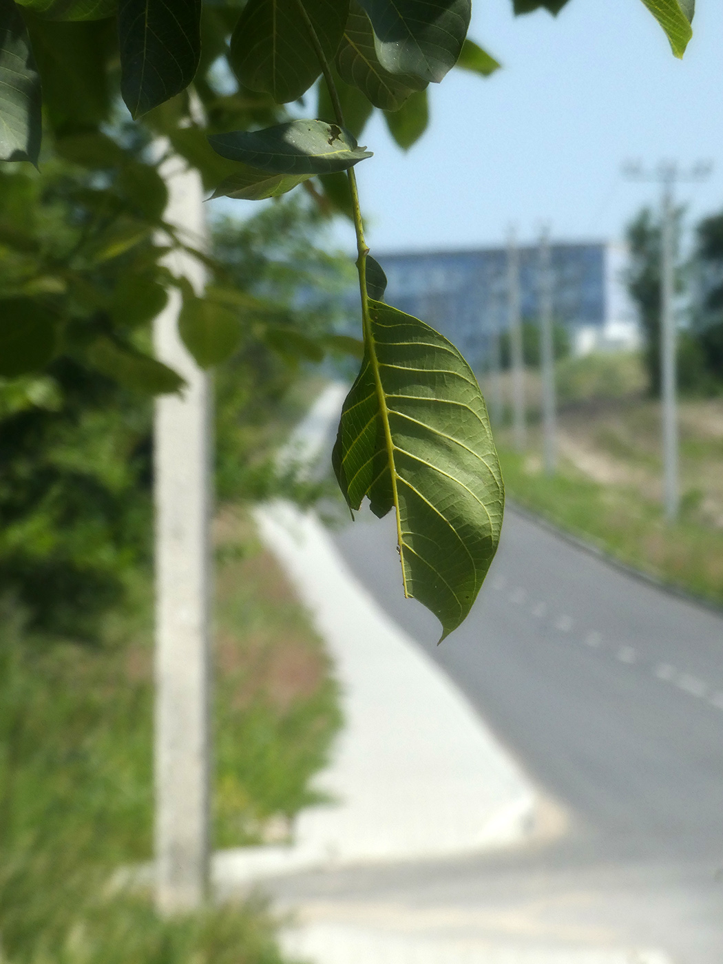 Изображение особи Juglans regia.
