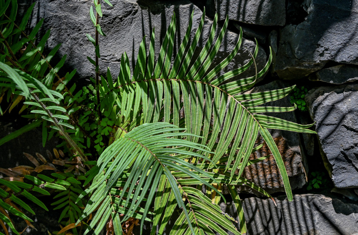 Image of Pteris vittata specimen.