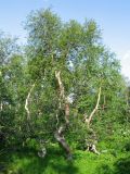 genus Betula. Взрослое растение. Кольский п-ов, горы Ловозерские Тундры, берег Сейдозера. 09.08.2005.