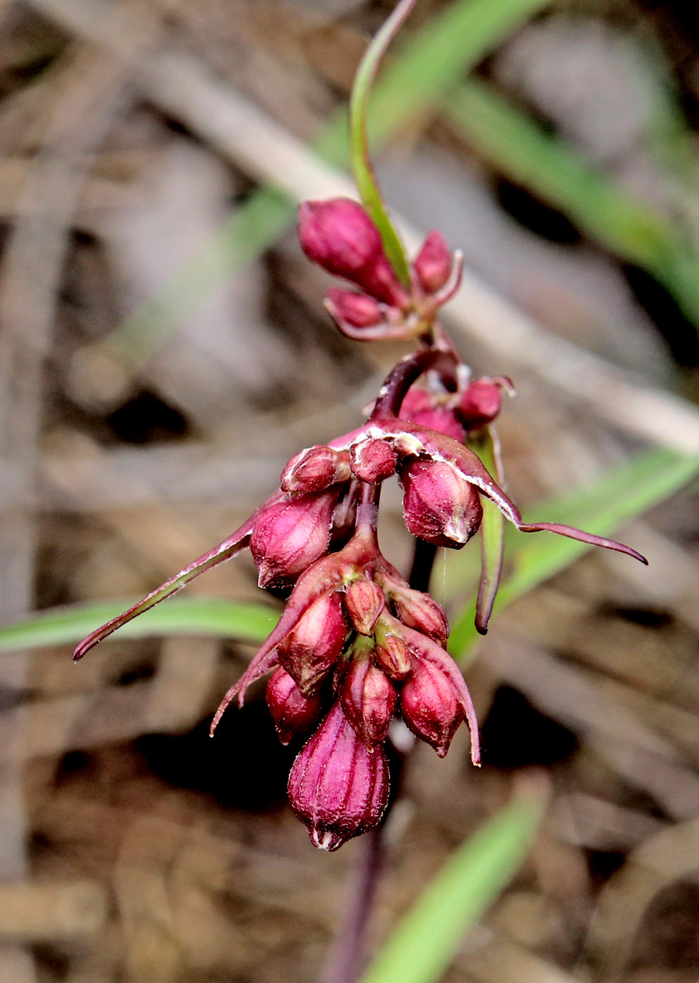 Изображение особи Viscaria alpina.