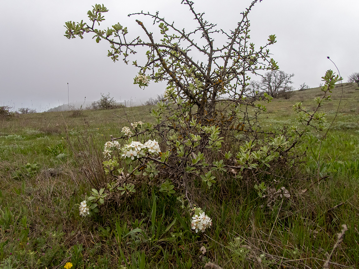 Image of Pyrus elaeagrifolia specimen.