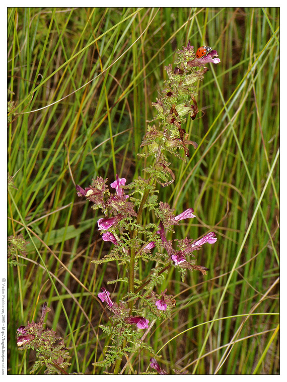 Изображение особи Pedicularis palustris.