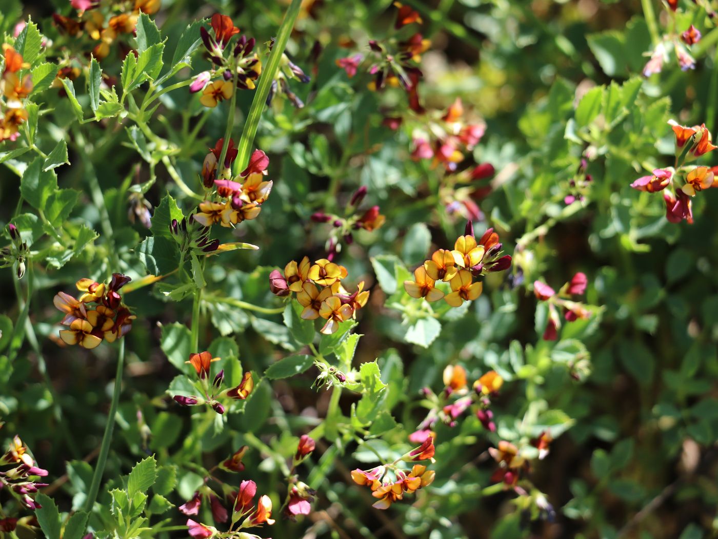 Image of Melilotoides popovii specimen.
