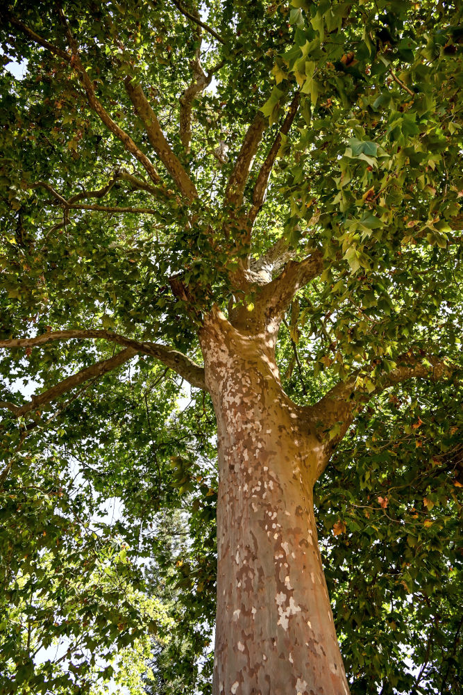 Изображение особи Platanus orientalis.