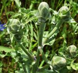 Scorzonera tragopogonoides