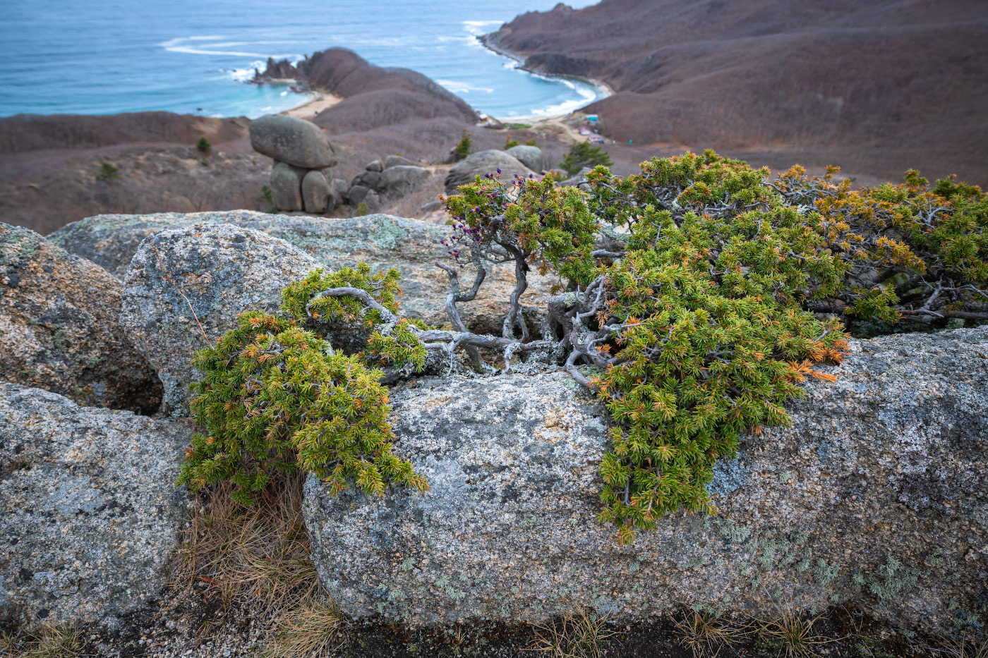 Изображение особи Juniperus sibirica.